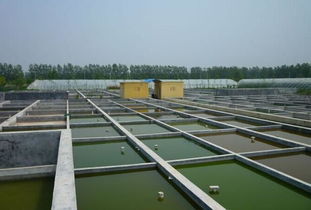 水產養殖專業畢業實踐淺談 從理論到實踐，兼談新生報考與飼料選擇